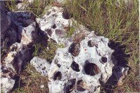 степняк крымский