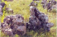 степняк крымский